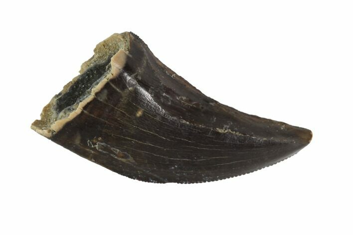 Serrated, Tyrannosaur Tooth - Judith River Formation, Montana #93119